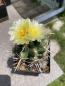 Preview: Thelocactus leucacanthusv. ehrenbergii